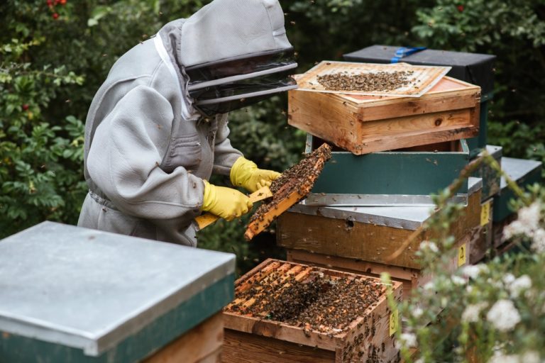 Jak miód gryczany wpływa na trawienie? Odkryj tajemnice pszczół